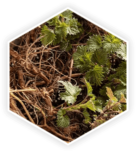 prostavive ingredients – nettle root for prostate health support